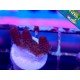 HYACINTHUS RED PLANET