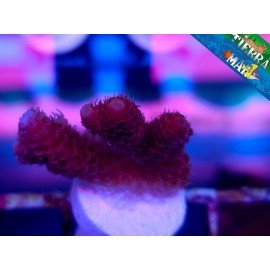 HYACINTHUS RED PLANET