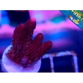 HYACINTHUS RED PLANET