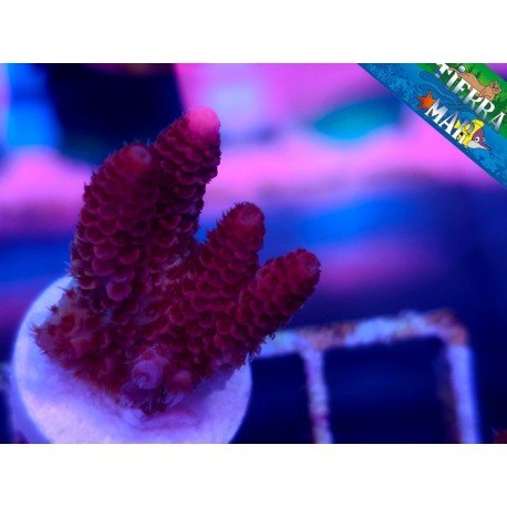 HYACINTHUS RED PLANET