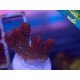 HYACINTHUS RED PLANET