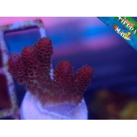 HYACINTHUS RED PLANET