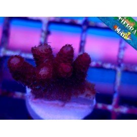 HYACINTHUS RED PLANET