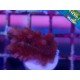HYACINTHUS RED PLANET