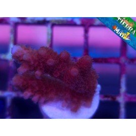 HYACINTHUS RED PLANET
