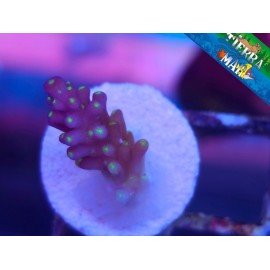 GARF BONSAI ACRO