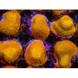 GOLD 24K STYLOCOENIELLA
