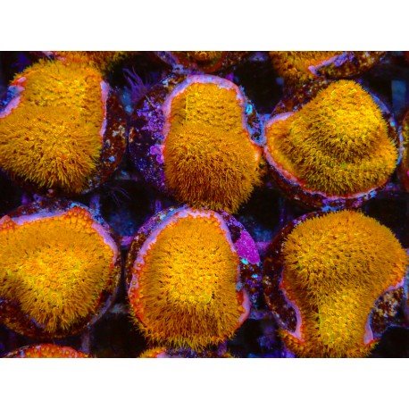 GOLD 24K STYLOCOENIELLA