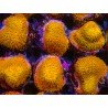 GOLD 24K STYLOCOENIELLA