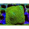 SEAFOAM CYPHASTREA 