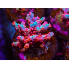 WWC STRAWBERRY BRANCHING CYPHASTREA