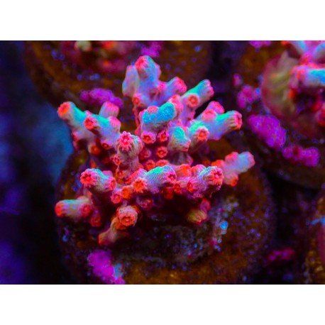 WWC STRAWBERRY BRANCHING CYPHASTREA
