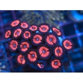 PINK ZIPPER ZOANTHUS 