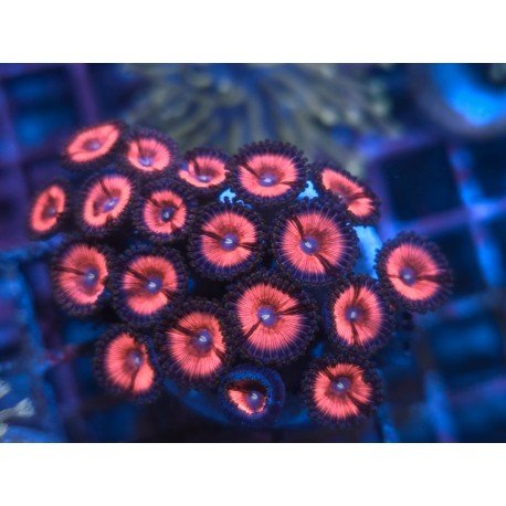 PINK ZIPPER ZOANTHUS 