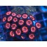 PINK ZIPPER ZOANTHUS 