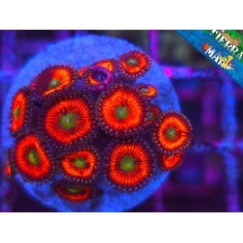 RED ZOAS INFERNO
