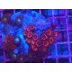 COMBO ZOAS L 