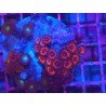 COMBO ZOAS L 