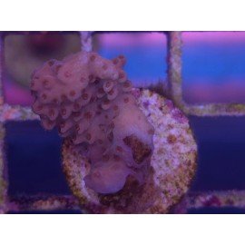RED PICACHU ACRO