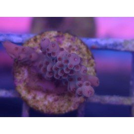 RED PICACHU ACRO