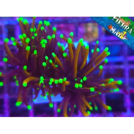 GRAIL TIPS GOLD TORCH 2 HEADS