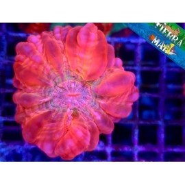 CYNARINA RED RAINBOW