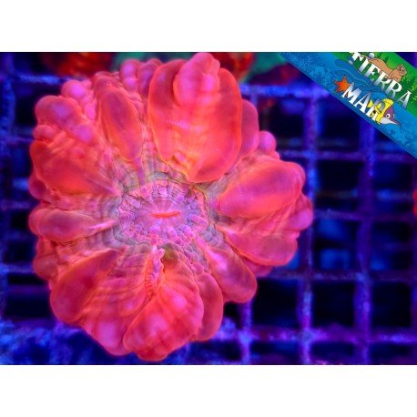 CYNARINA RED RAINBOW