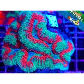 LOBOPHYLLIA FIRE & ICE L
