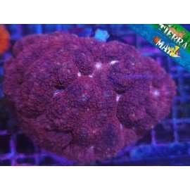 LOBOPHYLLIA ULTRA 
