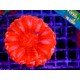 CYNARINA ULTRA RED