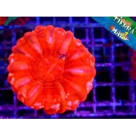 CYNARINA ULTRA RED