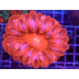 CYNARINA ULTRA RED L