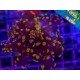 ORANGE FROGSPAWN
