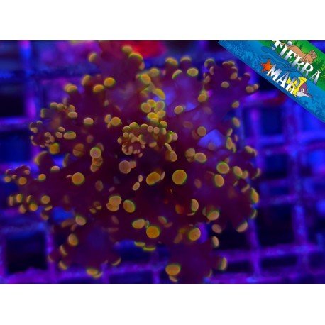 ORANGE FROGSPAWN