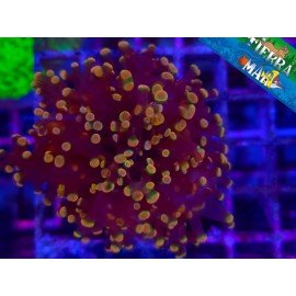 ORANGE FROGSPAWN