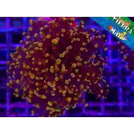 ORANGE FROGSPAWN