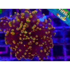 ORANGE FROGSPAWN