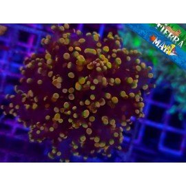 ORANGE FROGSPAWN
