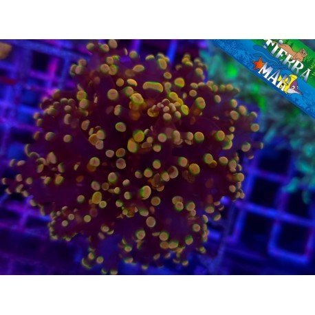 ORANGE FROGSPAWN