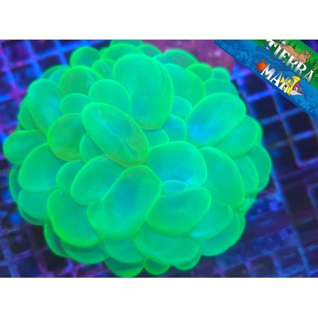 PLEROGYRA ULTRA XL