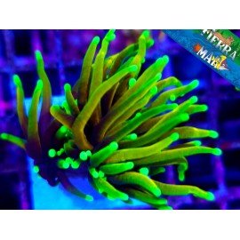 RD DRAGON TAMER TORCH 2 HEADS