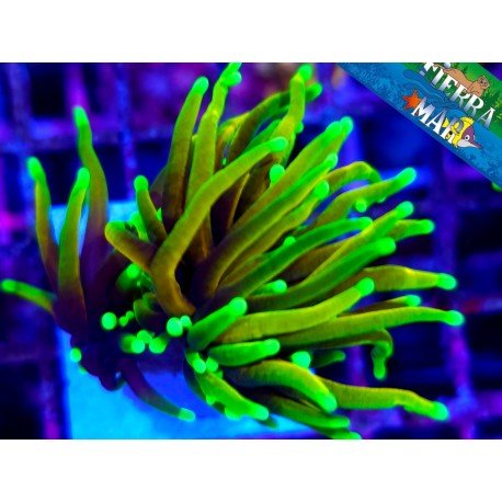 RD DRAGON TAMER TORCH 2 HEADS