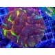 LOBOPHYLLIA ULTRA RAINBOW L