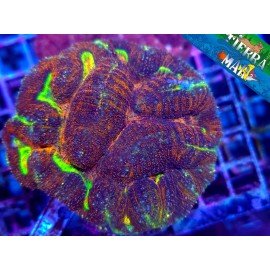 LOBOPHYLLIA ULTRA RAINBOW L
