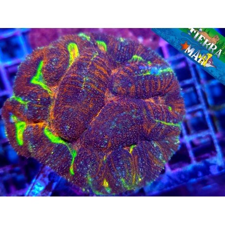 LOBOPHYLLIA ULTRA RAINBOW L