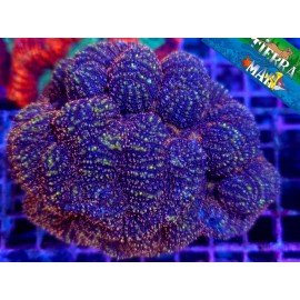 LOBOPHYLLIA ULTRA COLOR L