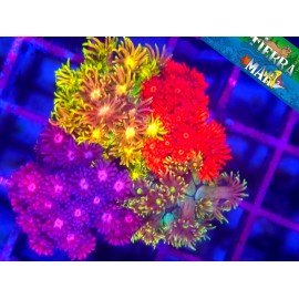 GONIOPORA COMBO RAINBOW