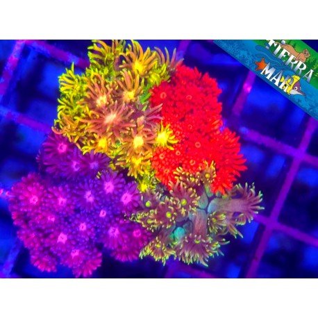 GONIOPORA COMBO RAINBOW