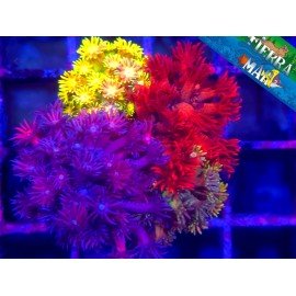 GONIOPORA COMBO RAINBOW