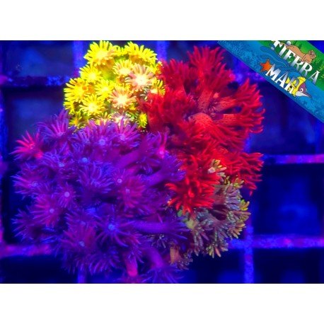 GONIOPORA COMBO RAINBOW